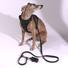 Kép 2/7 - A whippet 15kg és M-es hám van rajta