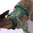 Kép 2/7 - A whippet 15kg és M-es hám van rajta