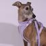 Kép 2/8 - A whippet 15kg és M-es hám van rajta